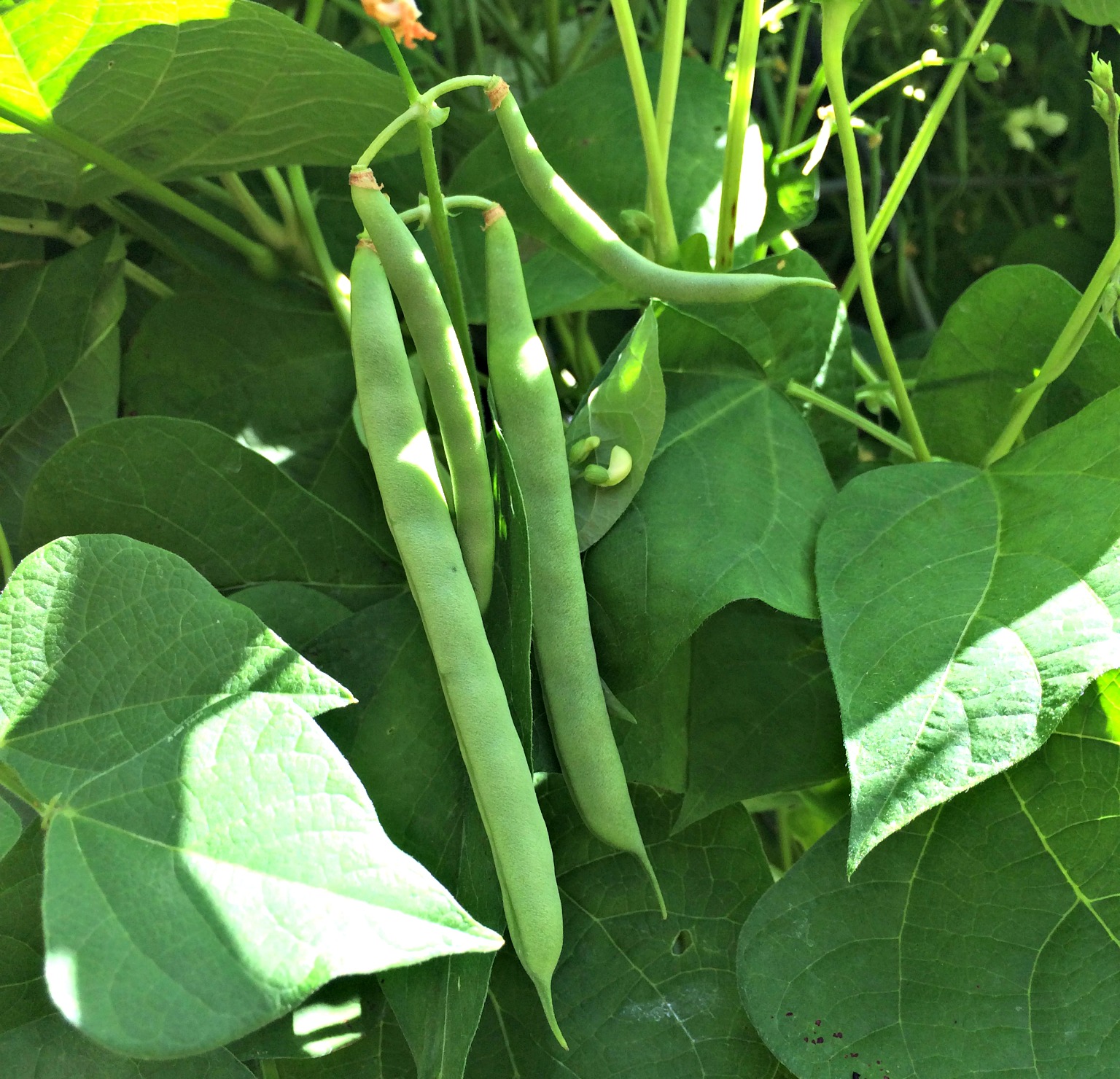 how-to-cook-fresh-green-beans-farm-fresh-for-life-real-food-for