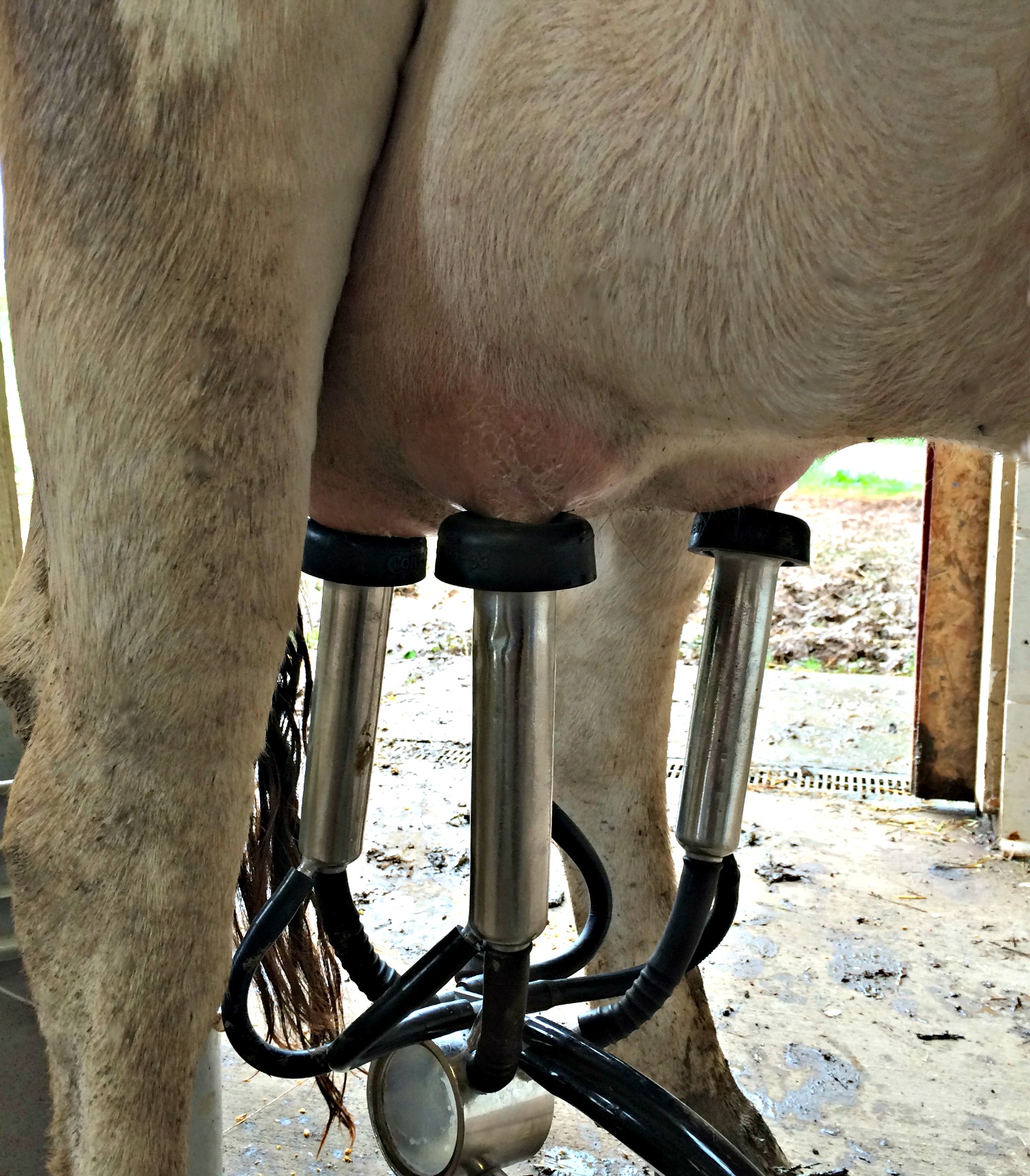 How To Milk A Cow With an Electric Milker