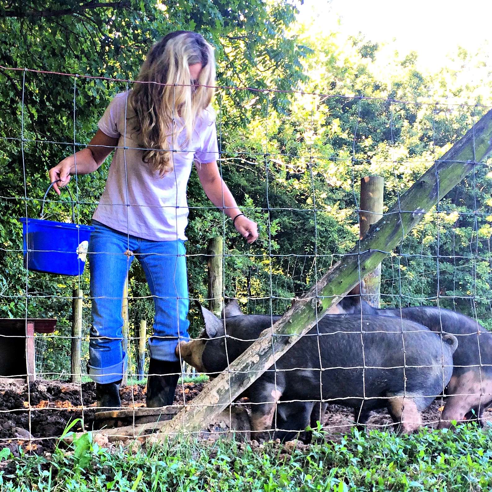 Livestock Farming – Tips for a Successful Operation