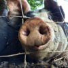 The Best Part About Raising Pigs