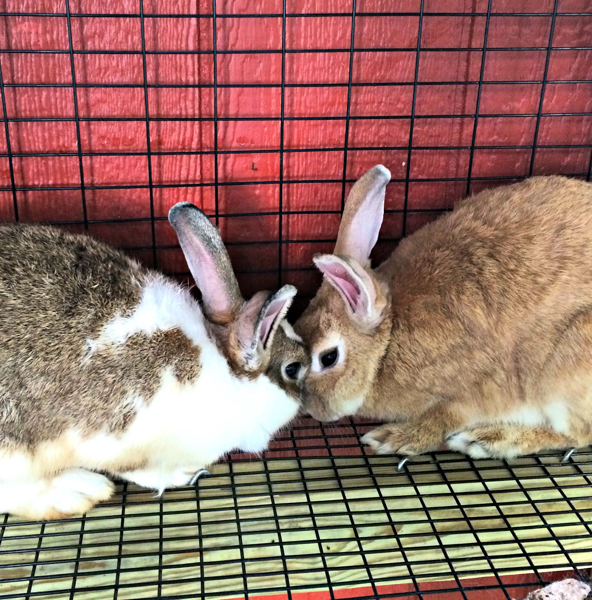 Building rabbit outlet cages