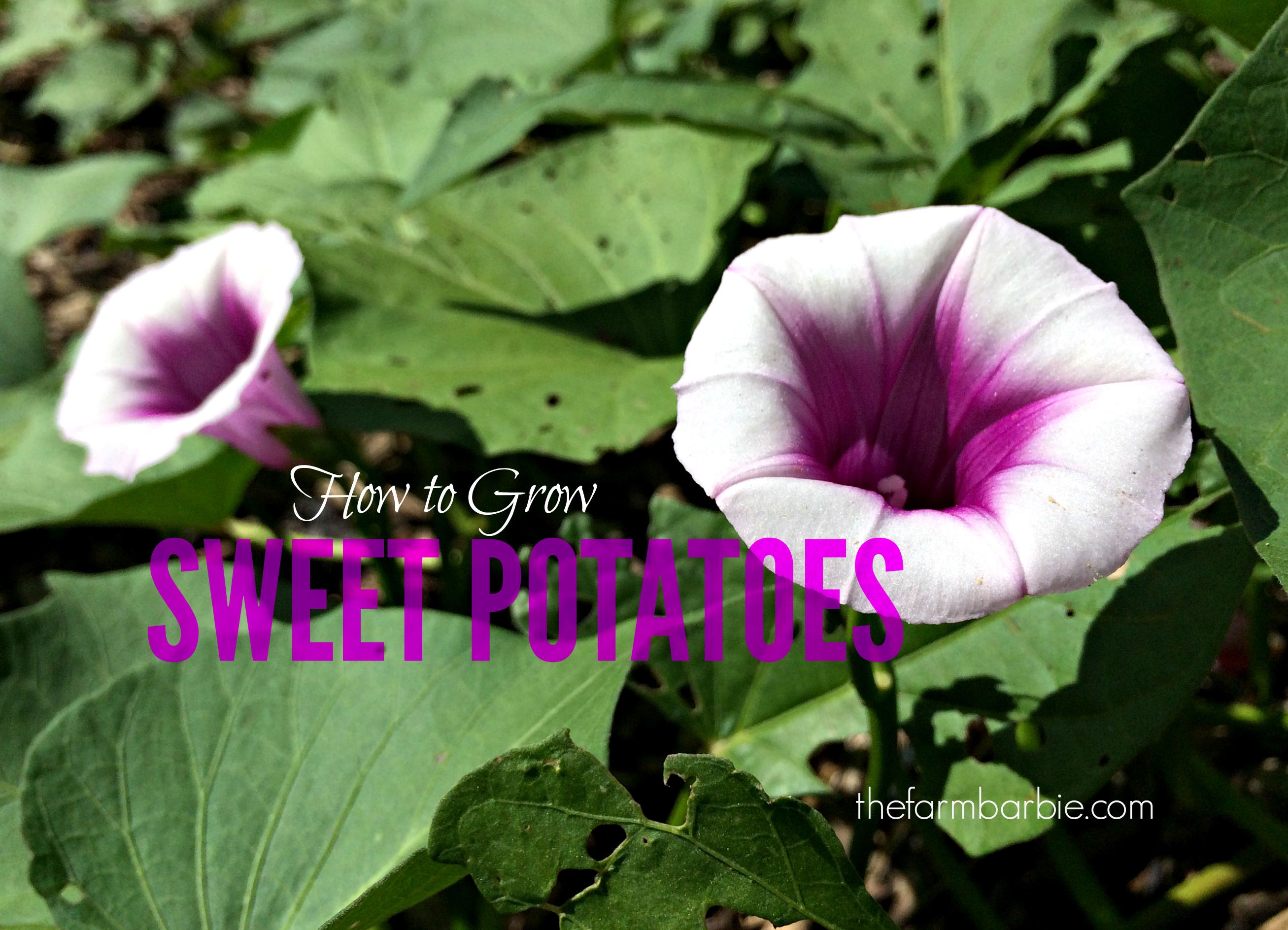 How to Grow Sweet Potatoes
