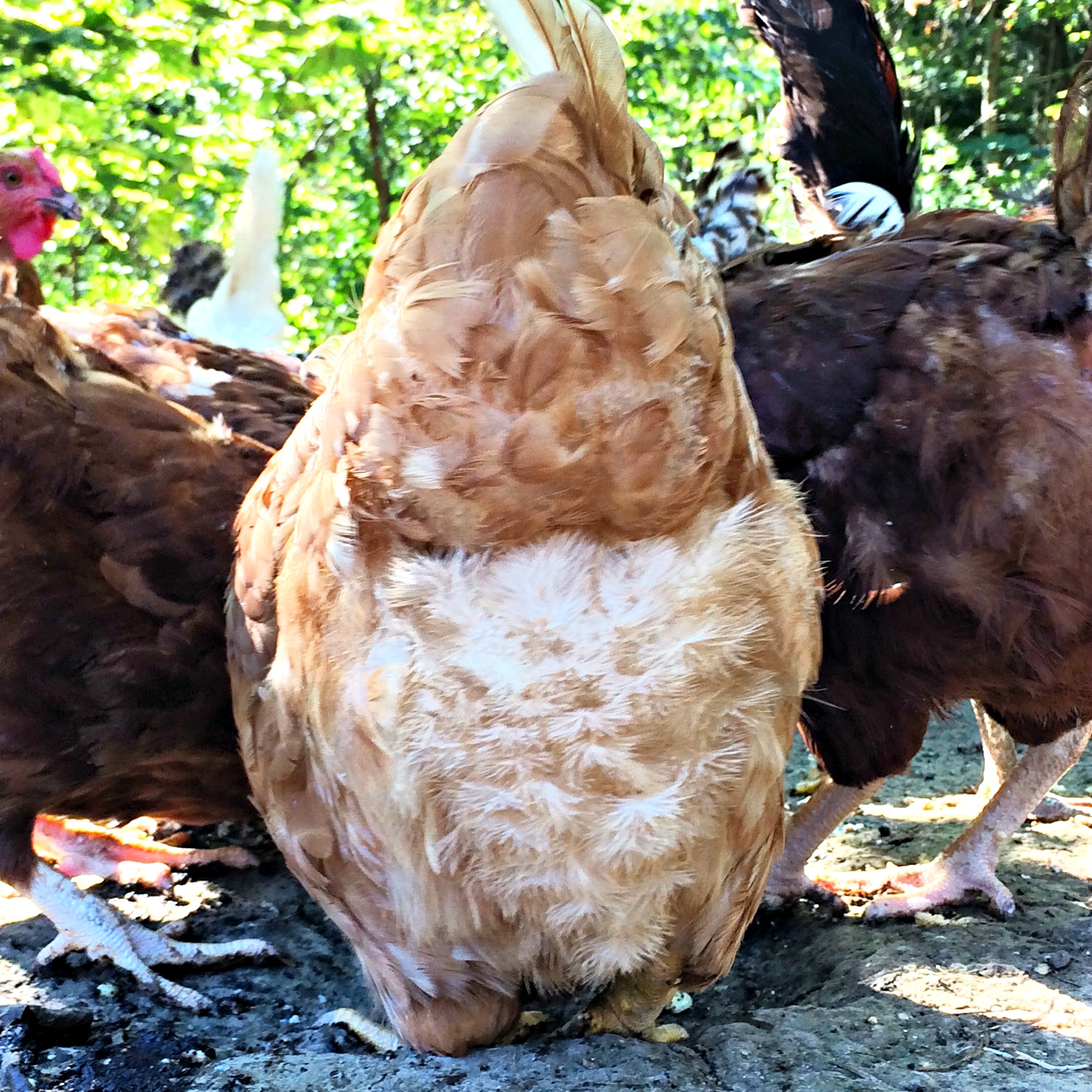 5 Easy Ways to Lower Your Chicken Feed Bill (Premium)