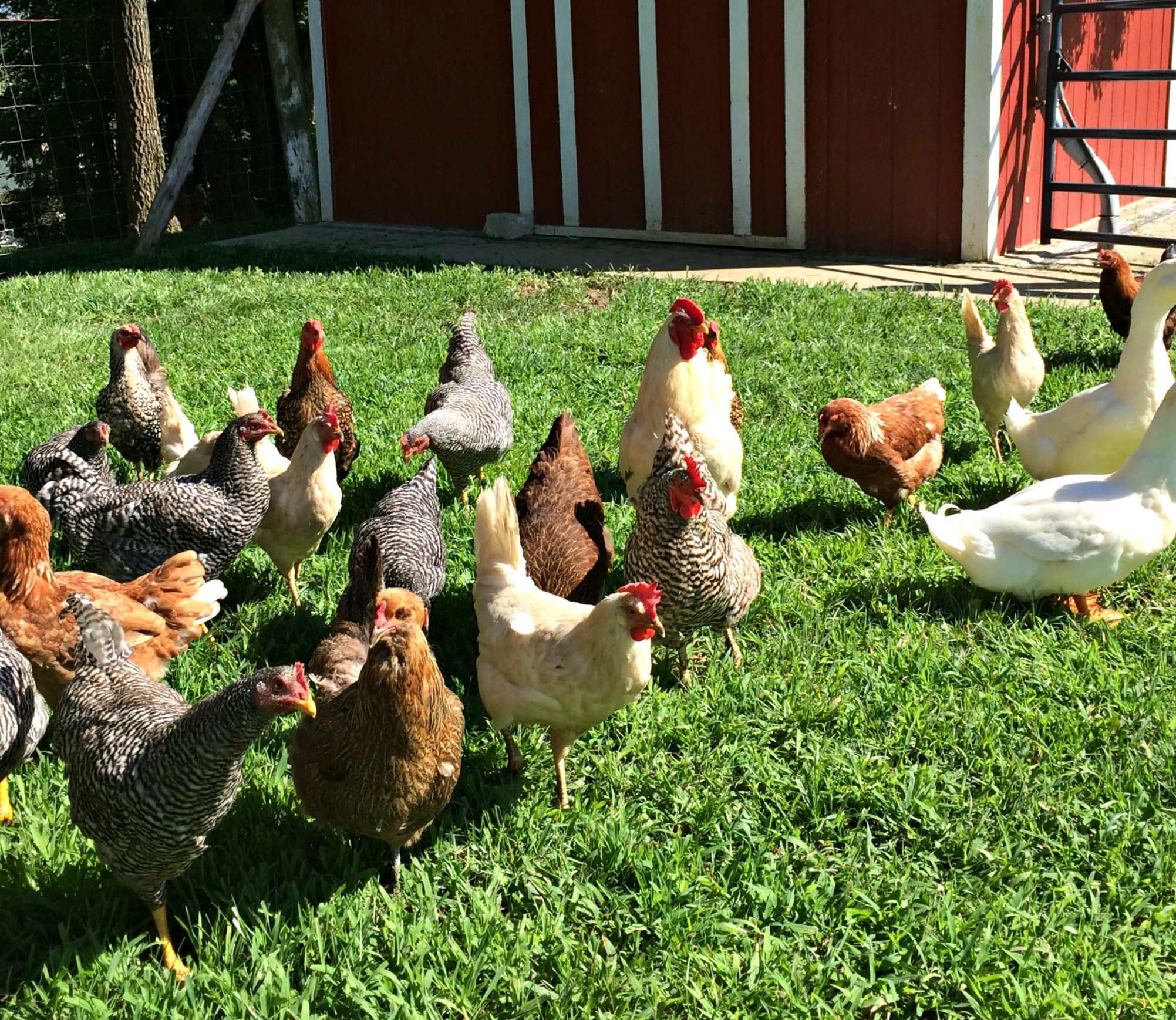 How To Keep Chickens Out Of The Garden Farm Fresh For Life