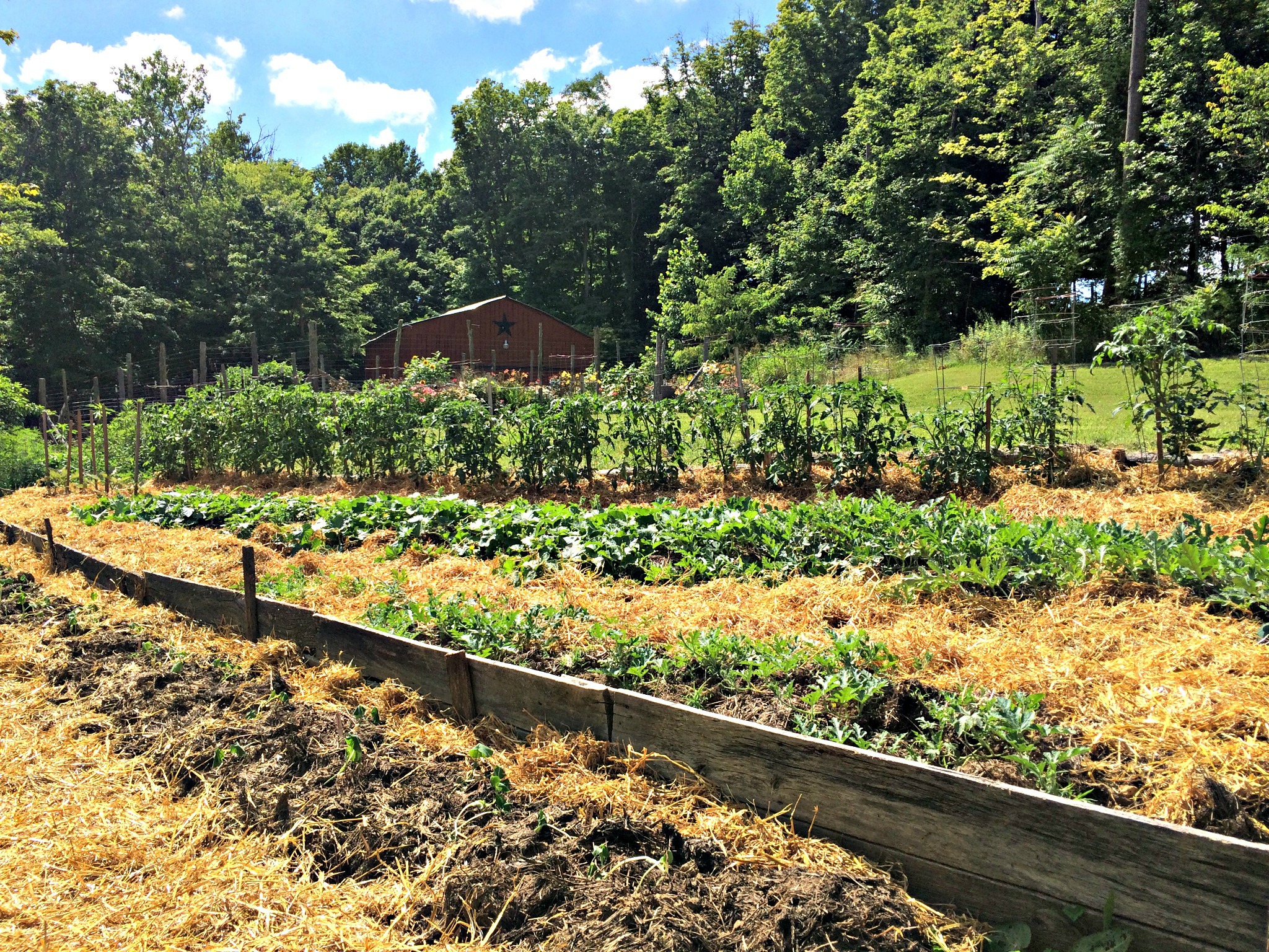 How to Turn Woods into a Garden