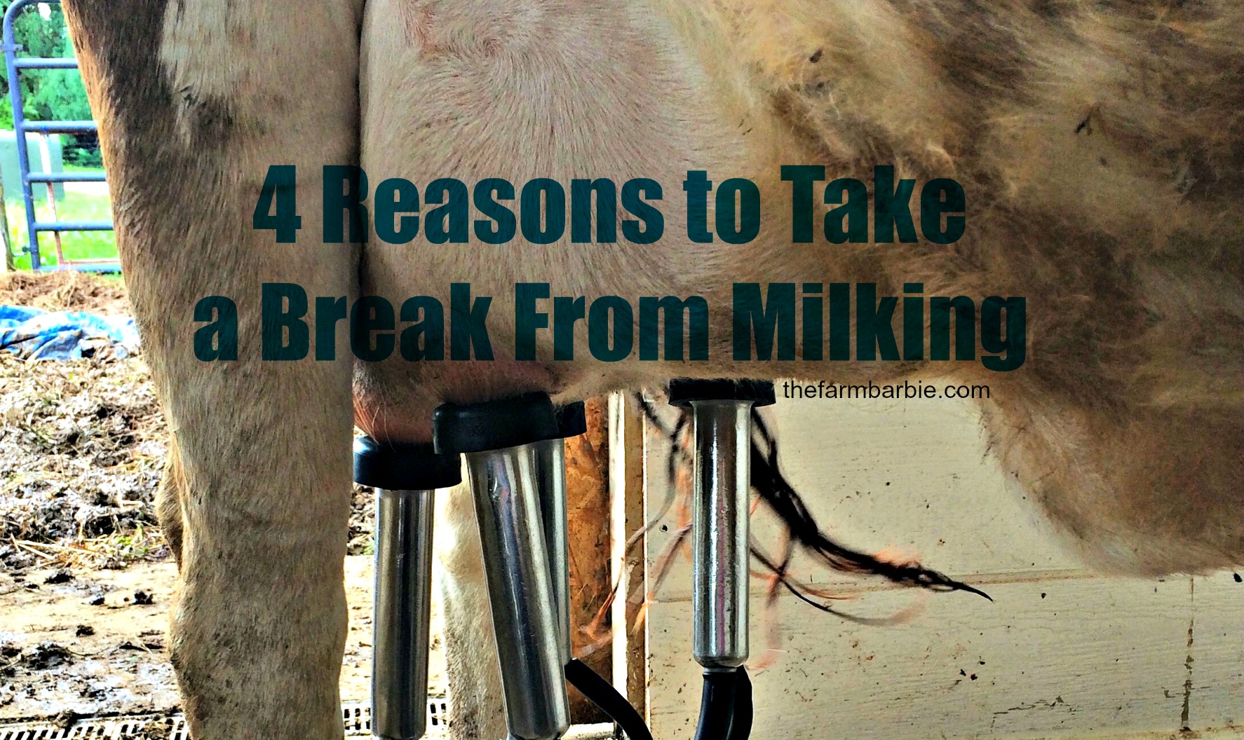 4 Reasons Dairy Cows (& their Owners) Take Breaks From Milking