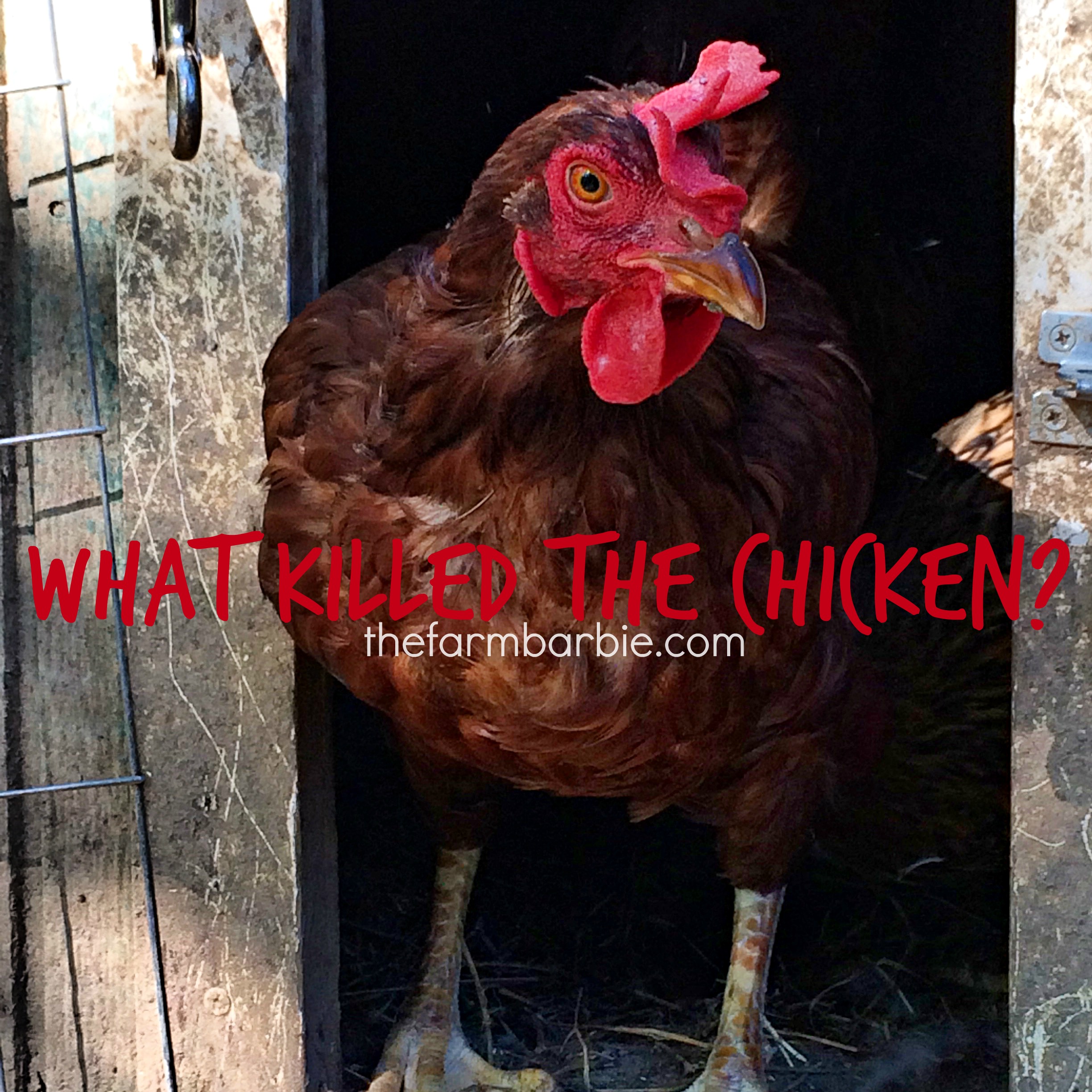 What Killed the Chicken?