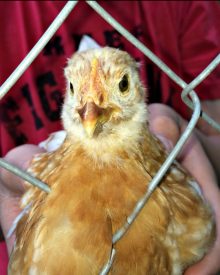 FOODS TO AVOID FEEDING TO CHICKENS [Premium]