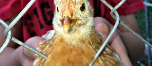 FOODS TO AVOID FEEDING TO CHICKENS [Premium]