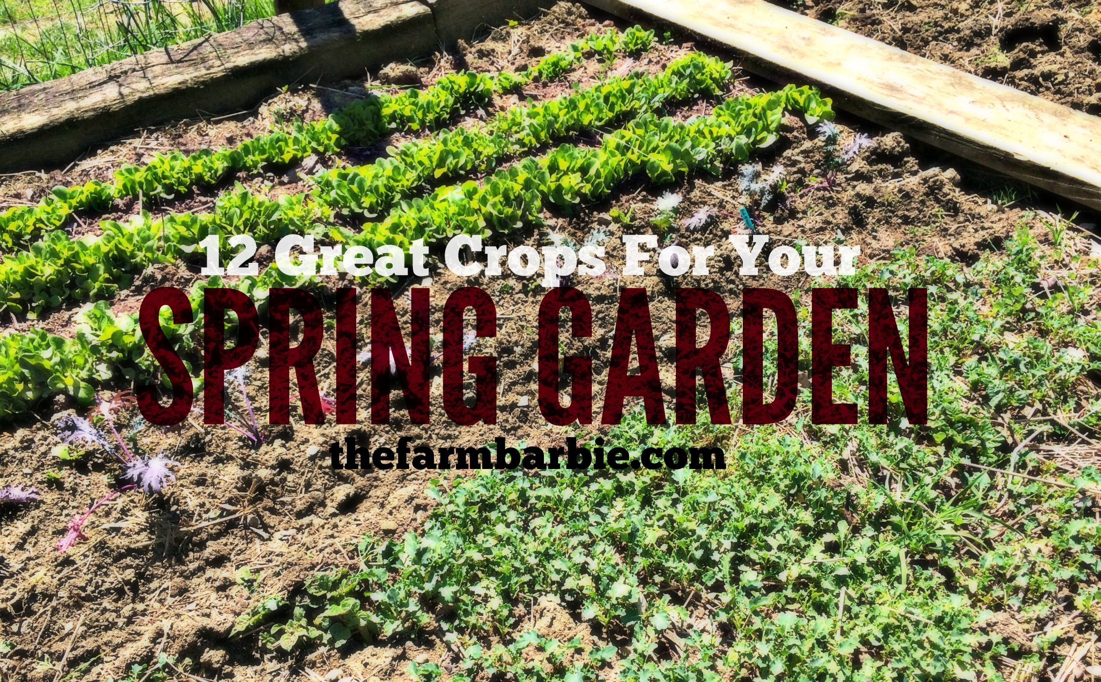 What Grows in Spring?  12 Crops For Your Vegetable Garden