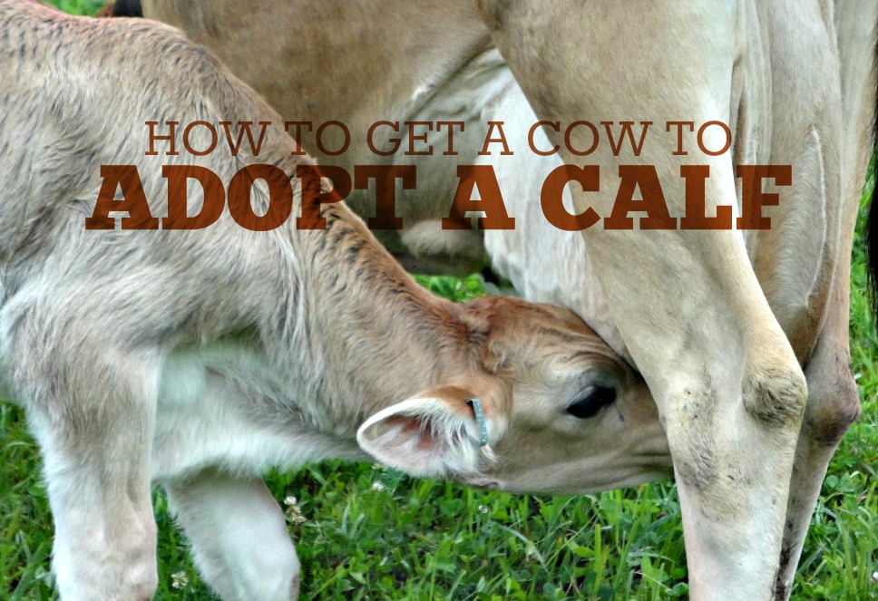 How to Get a Cow to Adopt a Calf