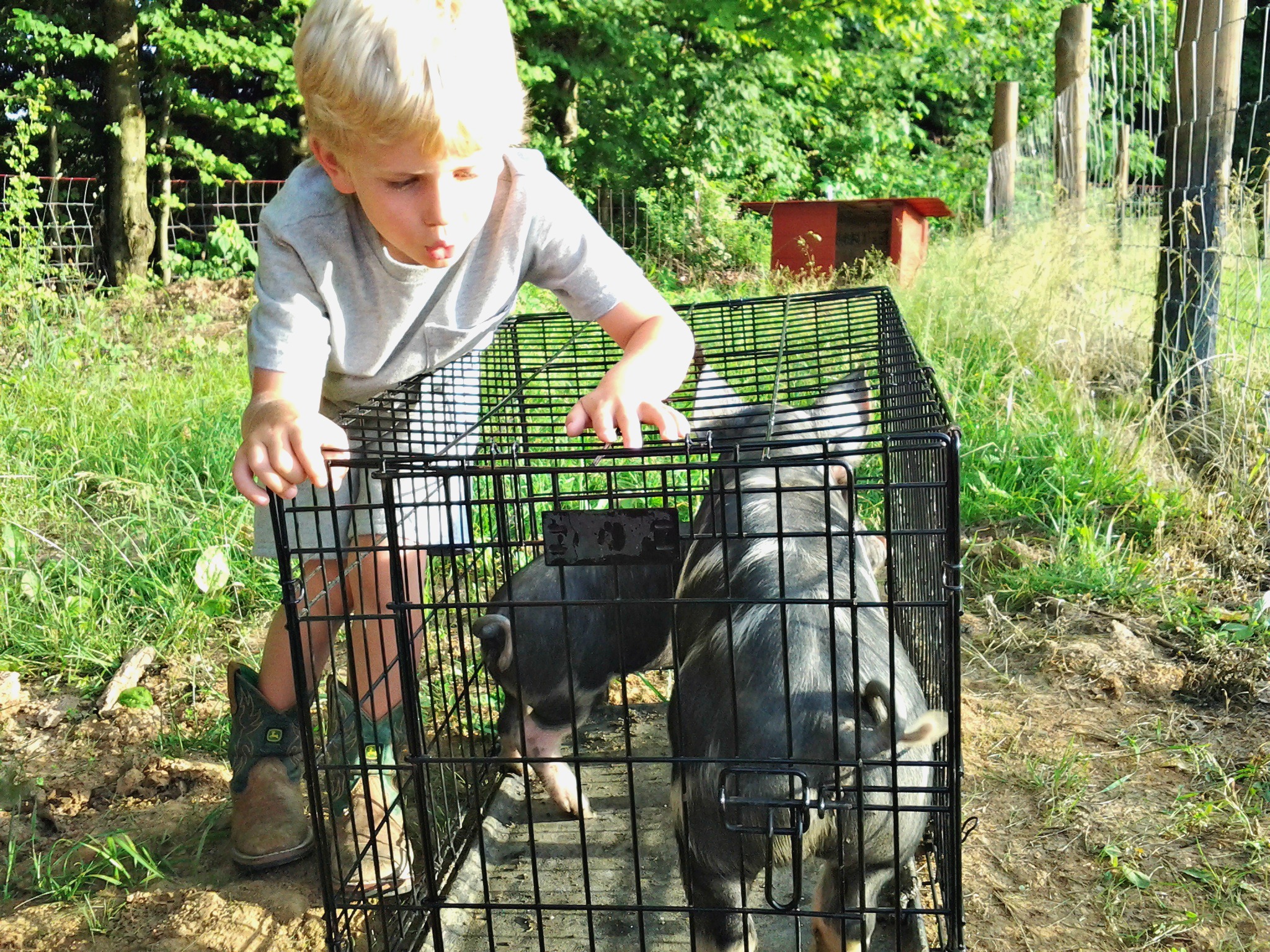 How to Keep Kids Safe Around Livestock