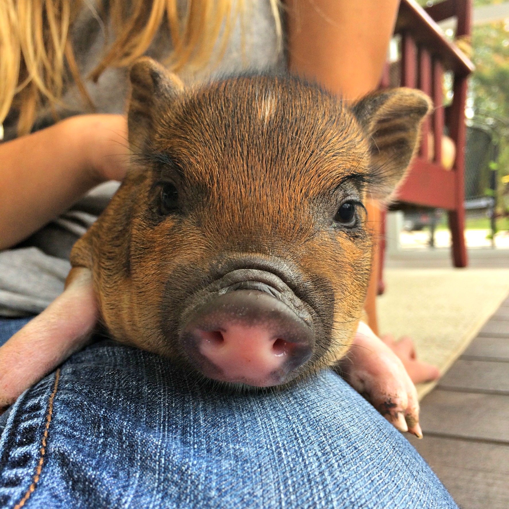 How Much Does It Cost To Raise a Pig? (Premium)