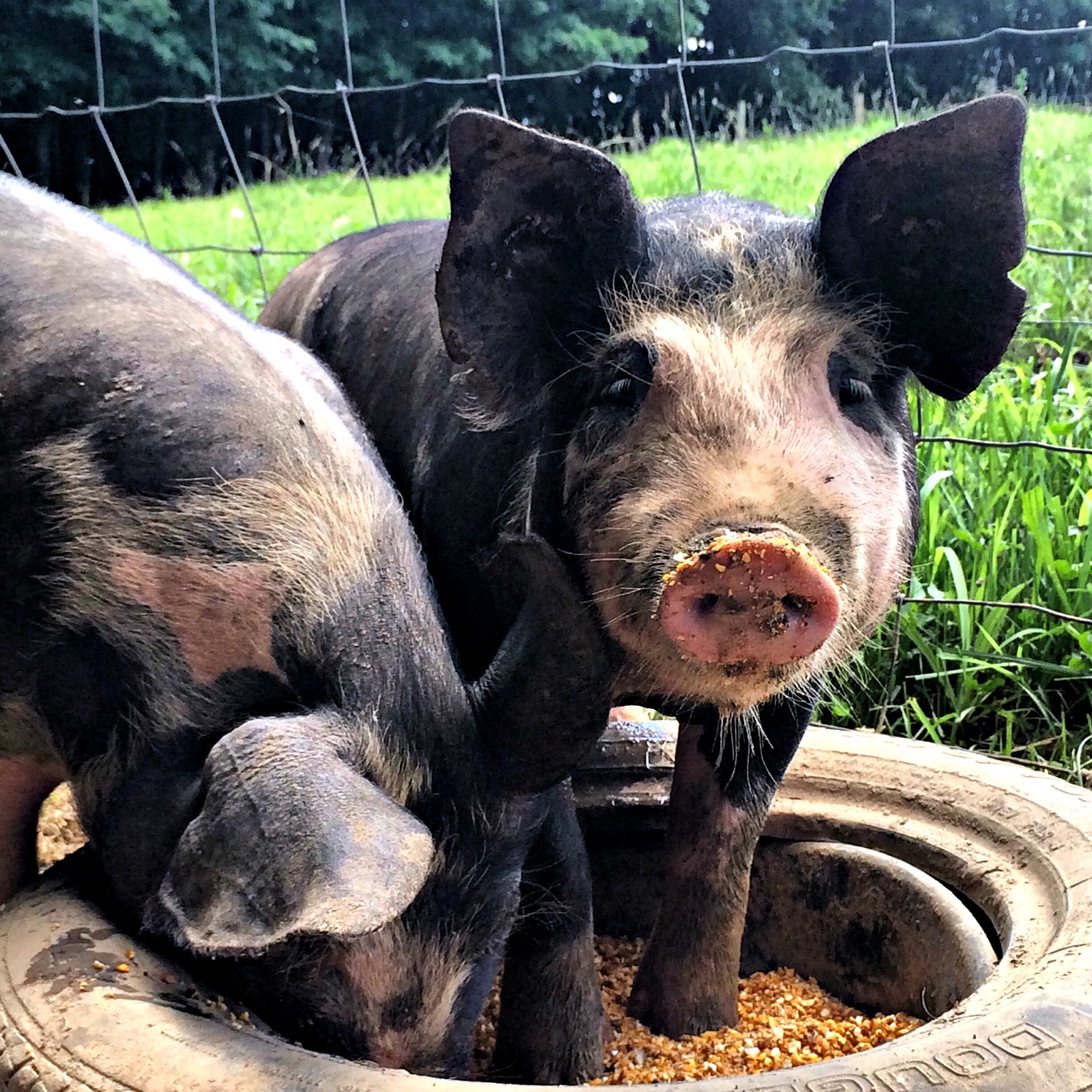 Can Pigs Be Raised on Grass? (Premium)