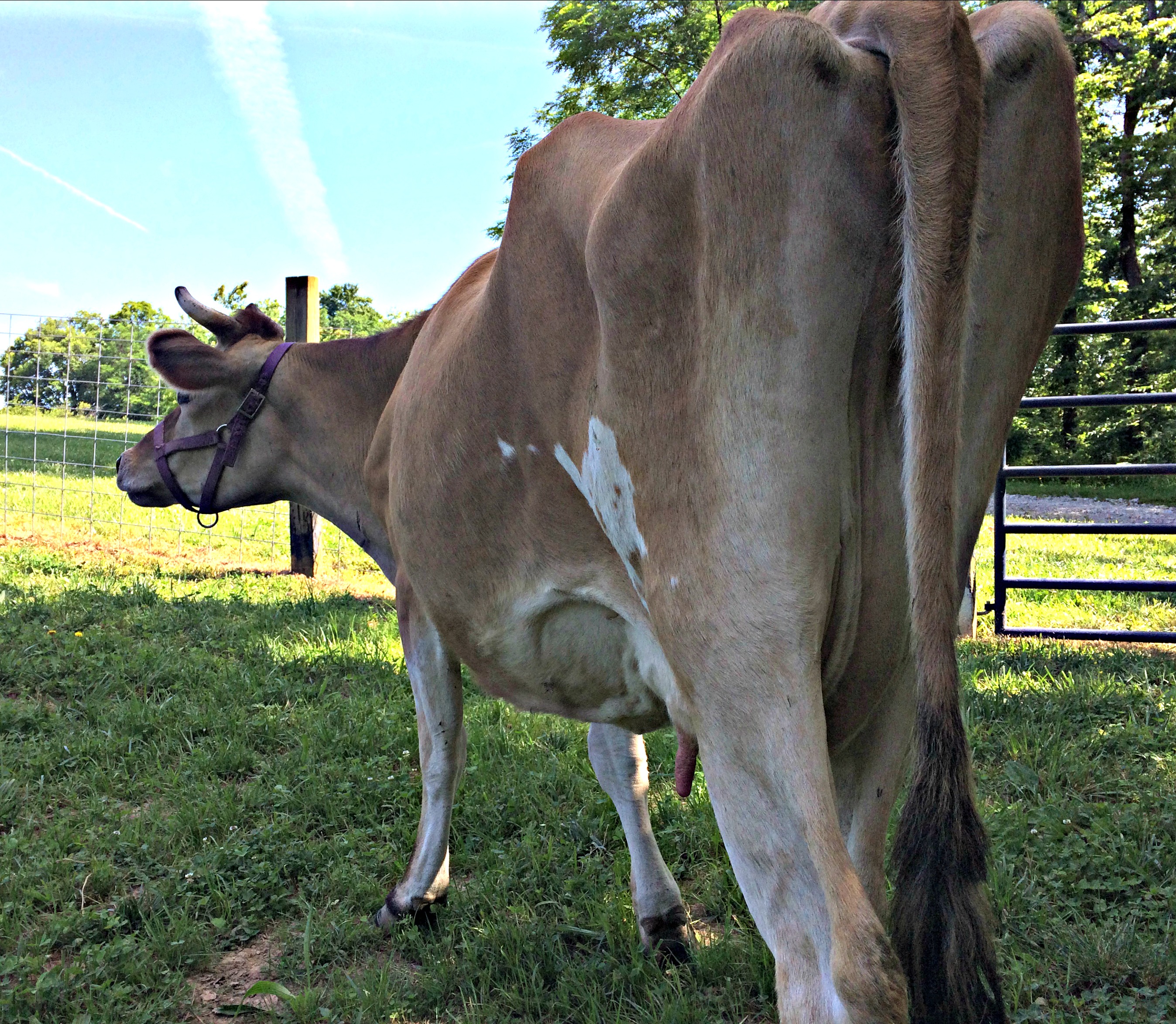 Why You Should Get a Cow