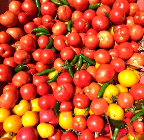 Grow Your Own Organic Gardening Summer Garden (15) Growing Your BEST Tomatoes Ever- Part 3 (Premium)