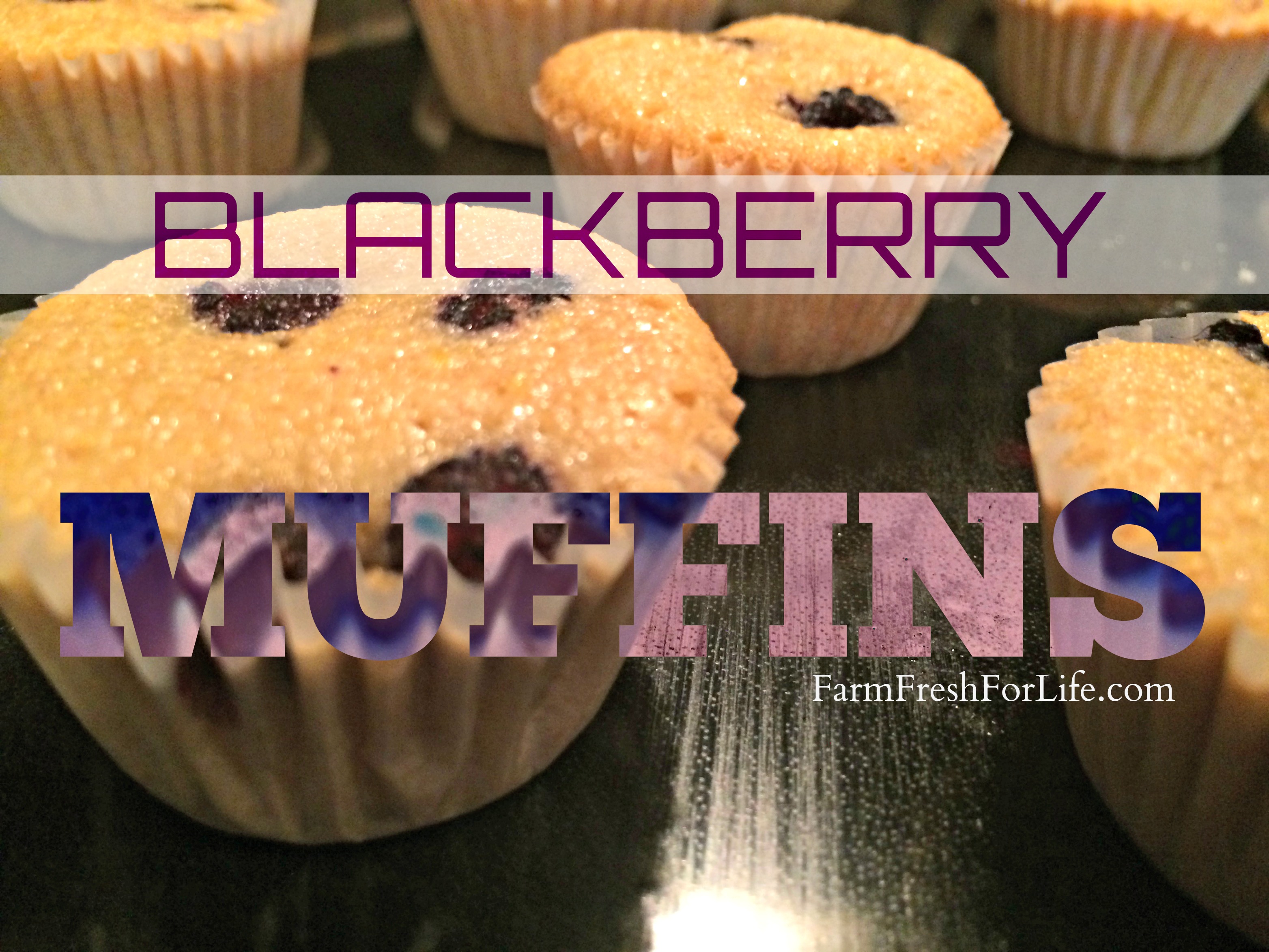 No Sugar Blackberry Muffins (Premium)