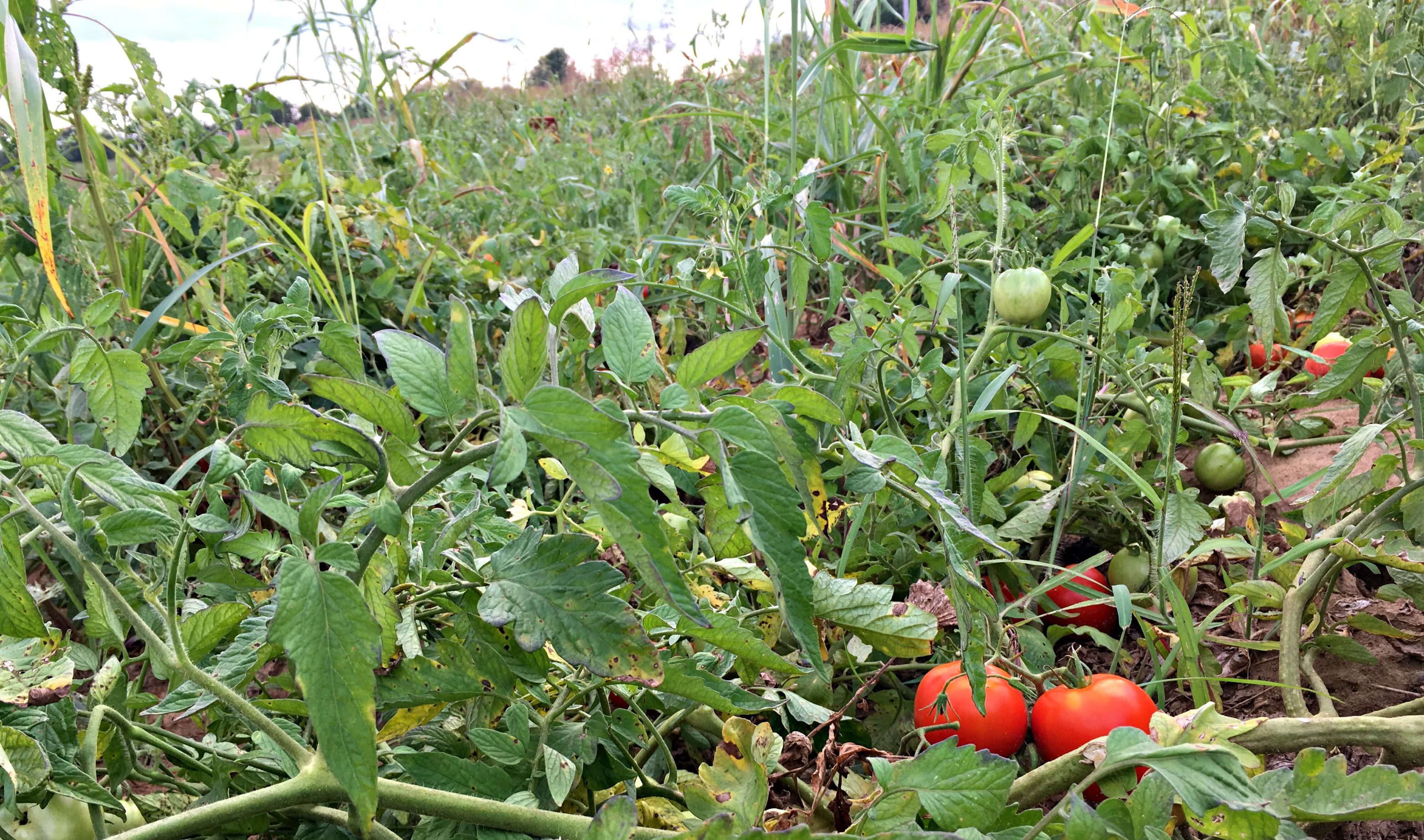 Tomato Farming For Beginners; Planting, Growing And Harvesting, Greenlife