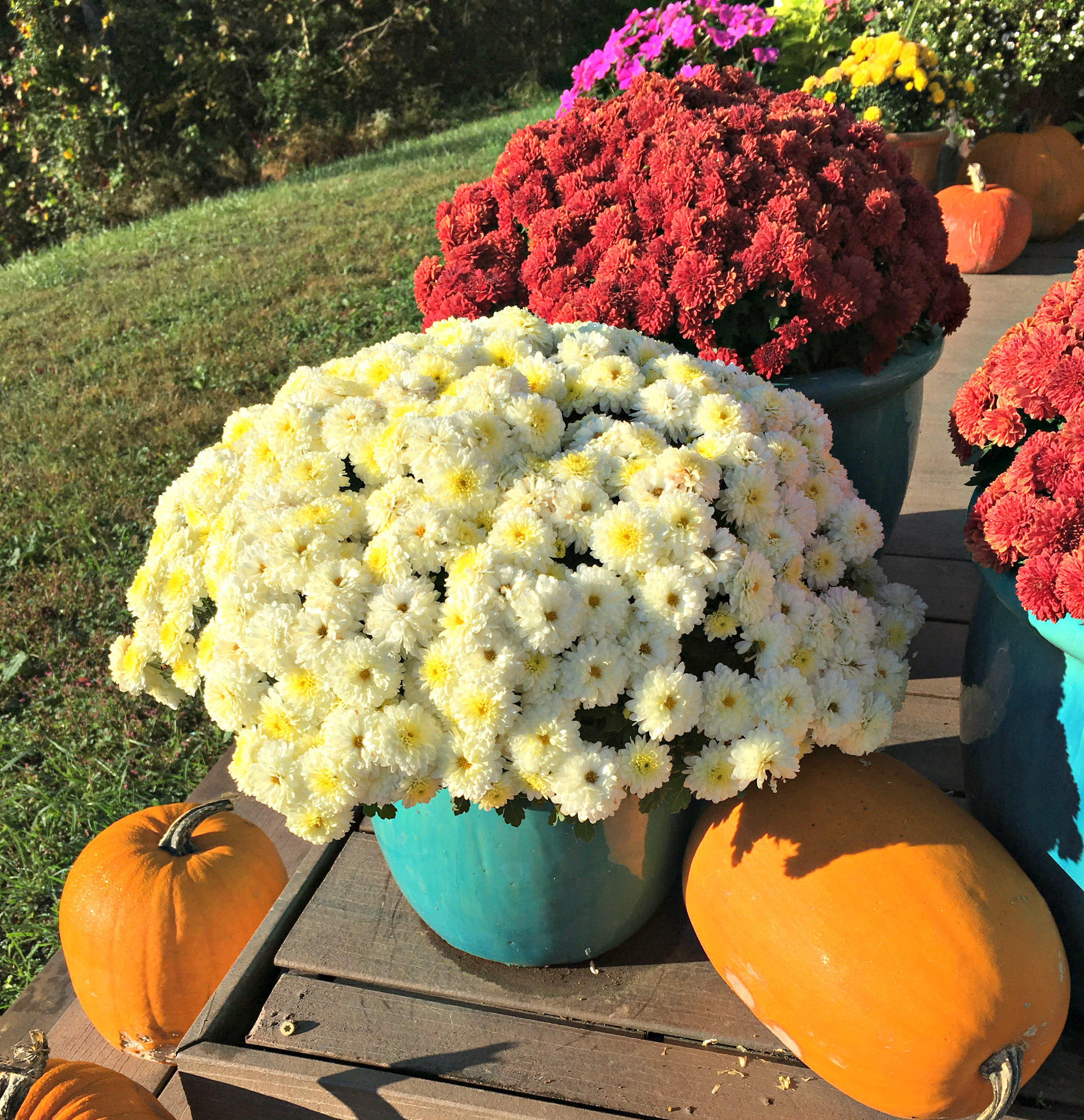 Flowers, Shoes and Fences (Premium)