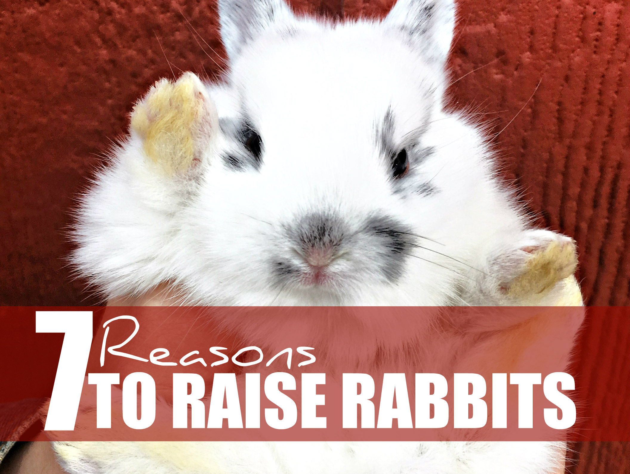 7 Reasons to Raise Rabbits