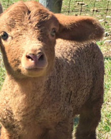 Working Lambs