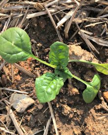 Grow Your Own – Organic Gardening Class Week 3 – Cole Crops, Seedlings & Transplanting (Premium)