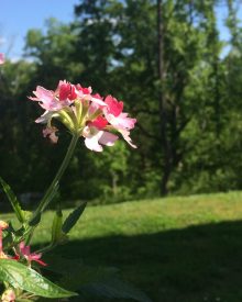 Garden Like a Master:  Container Gardening Common Problems & Helps (Premium)