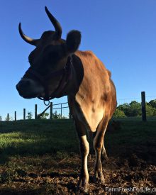 How to Care for a Cow (Premium)