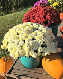 Grow Your Own Organic Gardening FALL GARDEN (4) Container Cleanup (Premium)