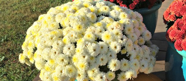 Grow Your Own Organic Gardening FALL GARDEN (4) Container Cleanup (Premium)
