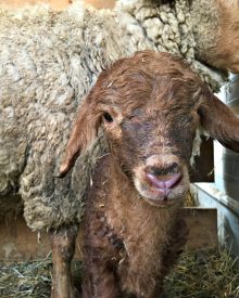 Working the Lambs – Video (Premium)