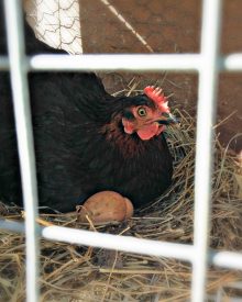 How to Get a Hen to Hatch Eggs (Premium)