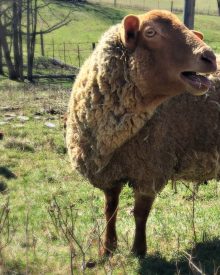 9 Things to Expect if You Get Sheep