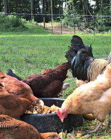 6 Steps to a More Sustainable Homestead (Premium)