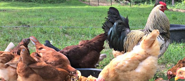 6 Steps to a More Sustainable Homestead (Premium)