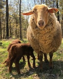 Why Keep Sheep?