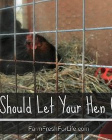 Why You Should Let Your Hen Go Broody