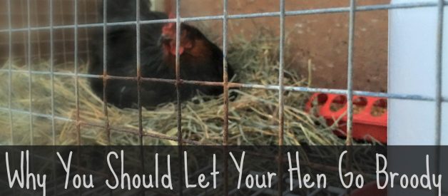 Why You Should Let Your Hen Go Broody