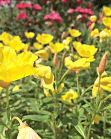 Garden Like a Master – Garden Design Tips (Premium)