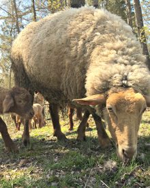 Shearing Sheep