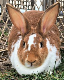 Do Rabbits Eat Their Young?