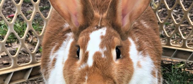 Do Rabbits Eat Their Young?