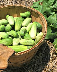 How to Grow LOTS of Cucumbers