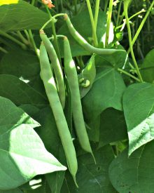How to Grow Green Beans with Big Flavor and No Strings