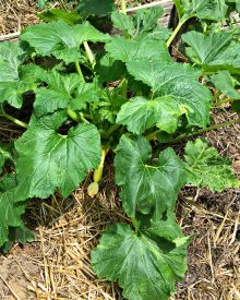 How to Successfully Grow Squash