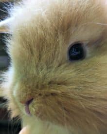 How to Warm up a Cold Baby Bunny