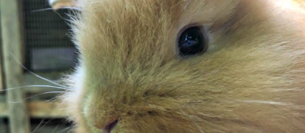 How to Warm up a Cold Baby Bunny