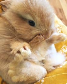 Help!  My Rabbit Just had Babies