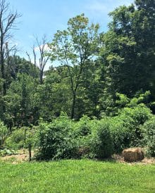 GROW YOUR OWN ORGANIC GARDENING Summer GARDEN (16) Putting up the Summer Garden (PREMIUM)