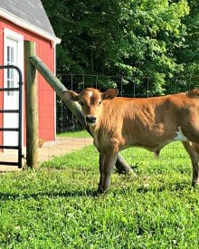 A Peek Behind the Scenes – Working Calves – June ’18 (Premium)